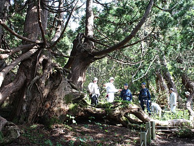 奇木に巨木　佐渡の天然杉遊歩道がオープン