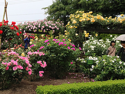 バラ優美に来月「花まつり」　砺波・県花総合センター