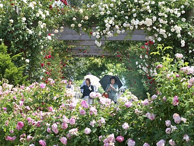 見附の英国庭園　安らぎ別世界　バラ咲き誇る