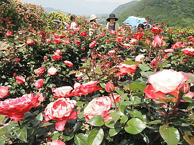 バラ色鮮やか170種2100本　伊那・高遠で咲き誇る