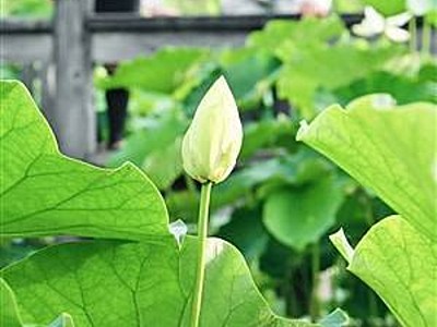 福島から移植花ハスにつぼみ　南越前の公園の「萬歳楽蓮」