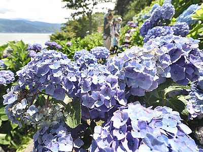 青や紫、晴れ間に映え　岡谷・小坂公園のアジサイ