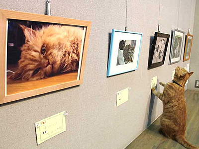 ネコ館長も見入っちゃう　喬木・椋鳩十記念館でネコ写真展