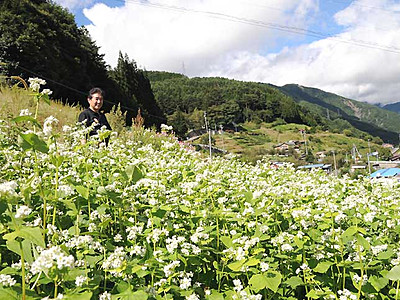 ソバの花咲く「日本のチロル」　飯田・下栗地区で見頃