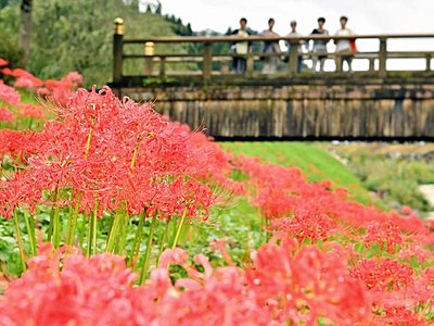 秋の赤真っ盛り、ヒガンバナ見ごろ　福井市の一乗谷朝倉氏遺跡
