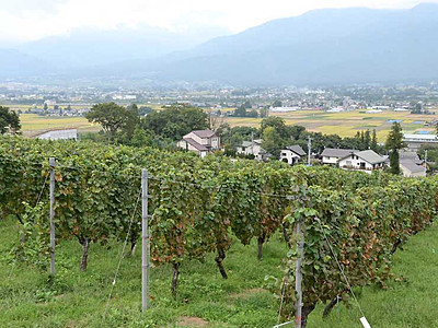 入賞５銘柄、池田のワイン味わおう　１０月２３日「祭り」