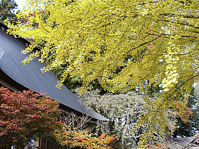 立科の津金寺でカエデやイチョウが紅葉