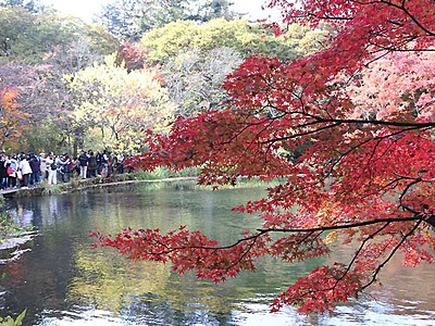 海外でも人気、雲場池の紅葉　軽井沢に外国人観光客
