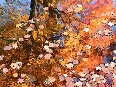 水面に重なる紅葉と落ち葉　諏訪・温泉寺