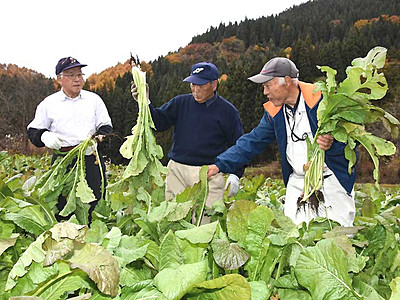 品質自信、長野・小田切の野沢菜　19・20日に収穫ツアー