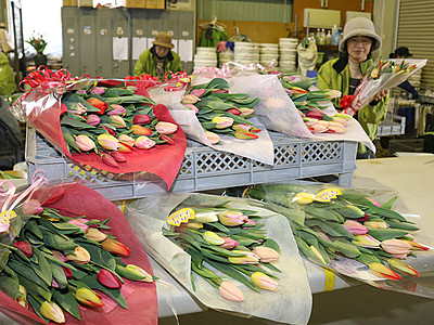 チューリップ花束の出荷開始