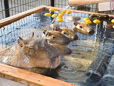 カピバラ家族、ゆず湯でほっこり　須坂市動物園