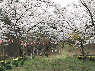 矢沢城跡、桜の名所もう一度　上田で４月初の祭り