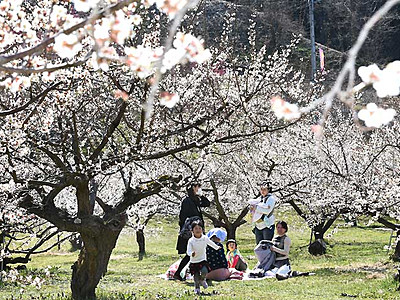 春の日差し、梅は見頃　長野で８・９日「花まつり」