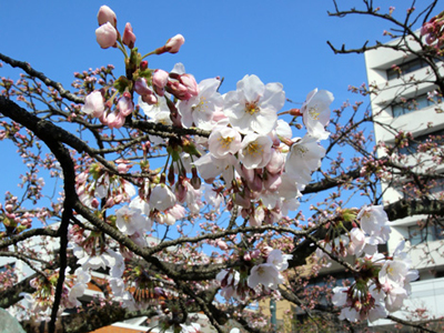 富山で桜の開花宣言