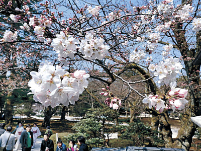 桜開花、清明に　金沢、昨年より５日遅く