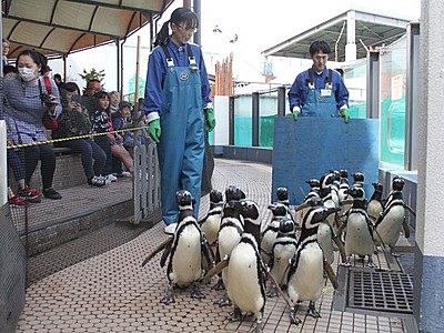 上越市立水族博物館　マゼランペンギン４カ月ぶり展示再開