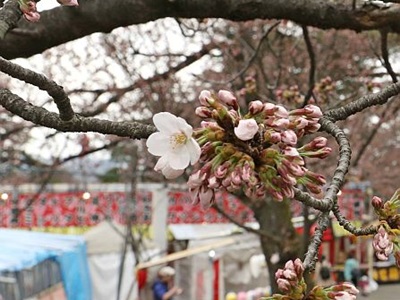 桜開花　弾む心　上越・高田公園