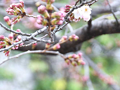 飯田の街、桜の便り　ソメイヨシノ開花宣言