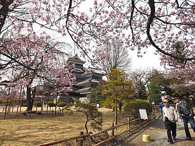 松本城で桜、開花宣言　13～20日に「夜桜会」
