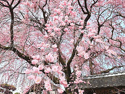咲きぶりお見事、赤みの一本　飯田・黄梅院のシダレザクラ