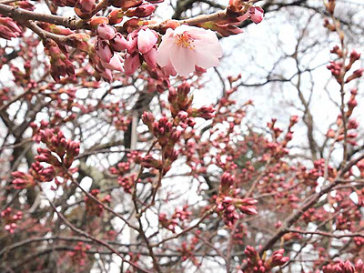 高遠城址公園「開花宣言」　前年より７日遅い桜の便り