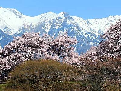 残雪の中アと桜の共演　中川・大草城址公園