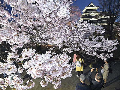 松本城「夜桜会」始まる　ＬＥＤでより美しく