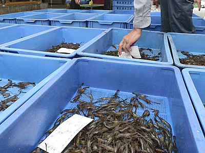 諏訪湖のテナガエビ漁解禁　初日は例年の半分