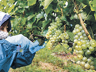 門前産、おいしいワインに　醸造会社、ブドウ収穫