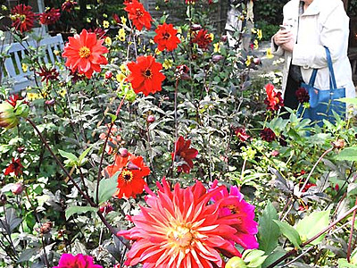 英国式庭園に咲き誇るダリア　茅野「フェス」にぎわい