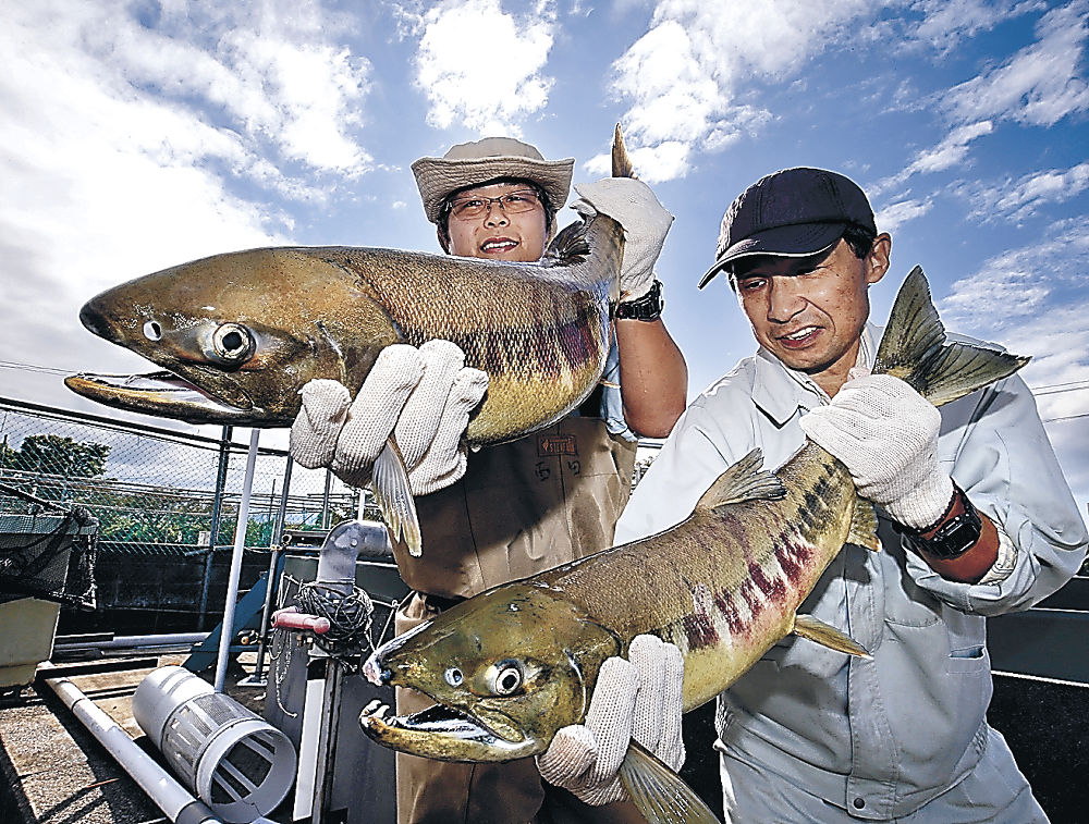 今年初めて遡上が確認されたサケ＝白山市の県水産総合センター美川事業所