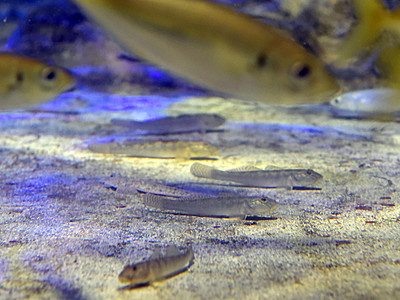 秋の魚マハゼ観察して　魚津水族館
