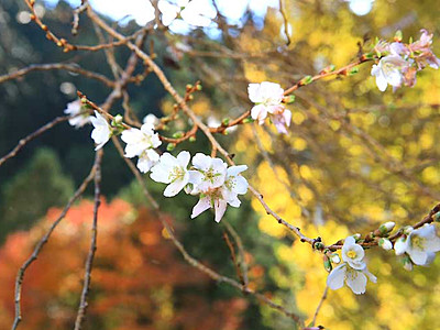 寒さに耐えて「四季桜」かれん　根羽で咲き始め