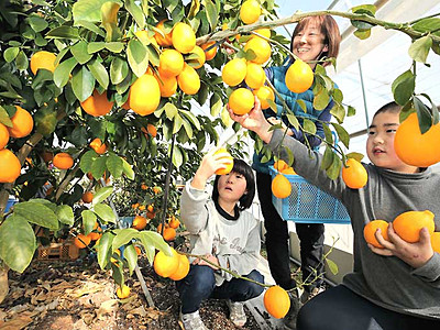 長野県 人気です マイヤーレモン 中川でハウス栽培 北陸新幹線で行こう 北陸 信越観光ナビ