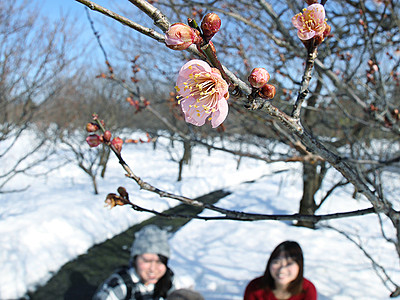 小さい春見つけた　県中央植物園で梅ほころぶ
