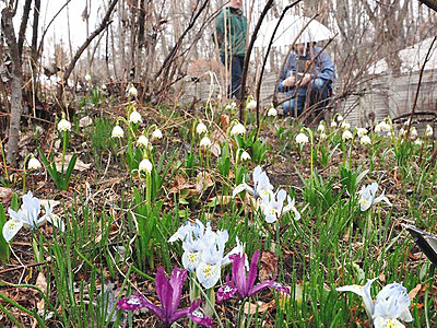 春到来、花々しっとりと　茅野の英国式庭園