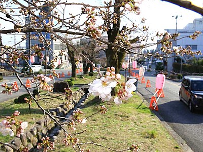 春、つぼみほころぶ桜　飯田「大宮通り」で開花
