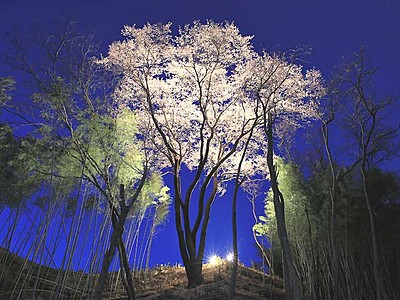 鵞流峡「しあわせ桜」姿現す　飯田の住民が竹林整備