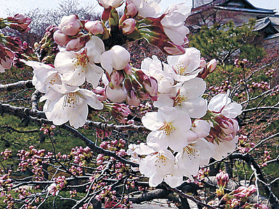 金沢でソメイヨシノが開花