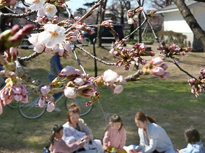 駆け足の春到来　上越市高田で桜開花