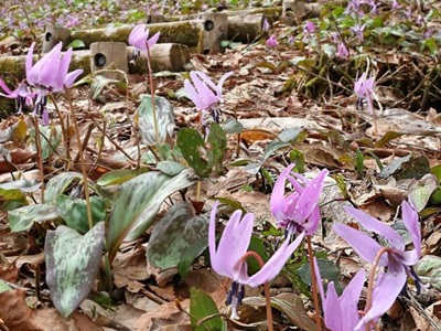 里山に薄紫の"じゅうたん"カタクリ見頃　長岡・丘陵公園