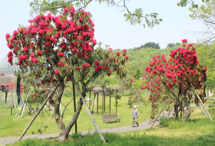 新潟県 県立植物園にシャクナゲ園 古品種の大株も 新潟市秋葉区 北陸新幹線で行こう 北陸 信越観光ナビ