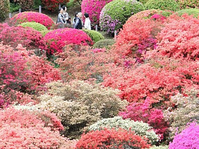 ３０種３万株のツツジ　岡谷・鶴峯公園で祭り始まる