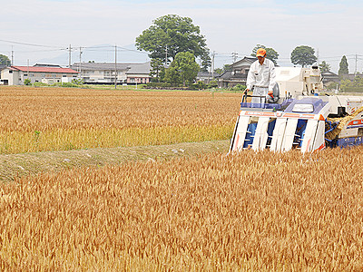 黄金色に輝く小麦収穫　砺波で大門素麺原料５０トン見込む