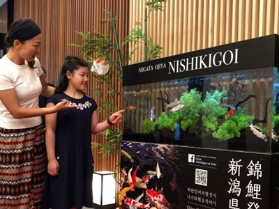 小千谷の錦鯉外国客にＰＲ　京都のホテルで展示
