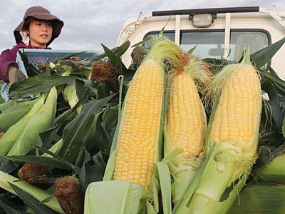 日の出に「甘さ」 トウモロコシ収穫　新潟・江南区