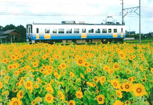 福井県 ヒマワリ摘んでいいよ 坂井で１１ １２日催し 北陸新幹線で行こう 北陸 信越観光ナビ