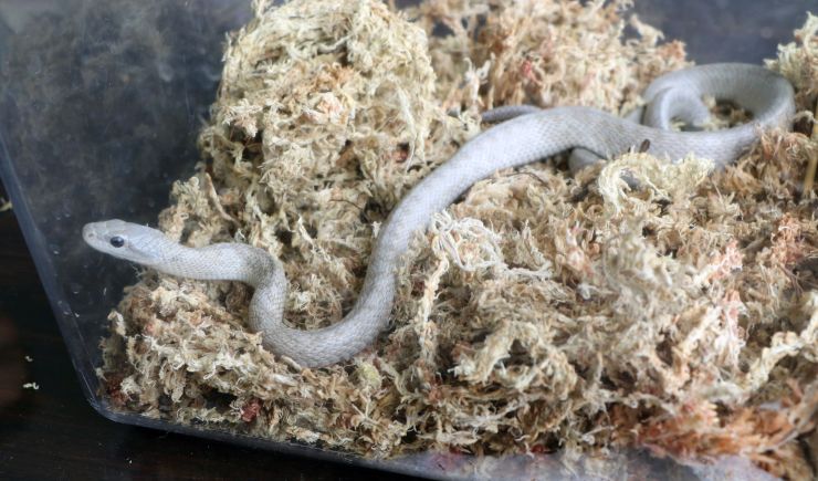 南魚沼市で見つかった白いヘビ