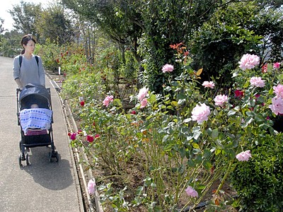 バラ園巡り秋を満喫　福井県坂井市、ゆりの里公園でまつり